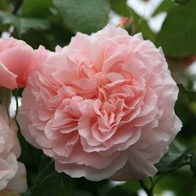 Саженцы роз РОЗ ДЕ ТОЛБИАК плетистая  Саженцы роз РОЗ ДЕ ТОЛБИАК плетистая в Волжском