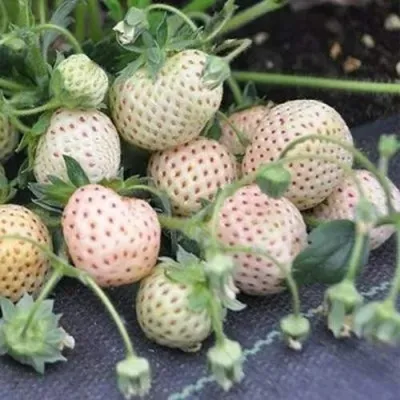 Клубника АНАНАСА ремонтантная — описание сорта Клубника АНАНАСА ремонтантная в Волжском