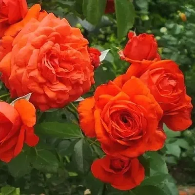 Саженцы роз МАЙНТАУЭР плетистая  Саженцы роз МАЙНТАУЭР плетистая в Волжском