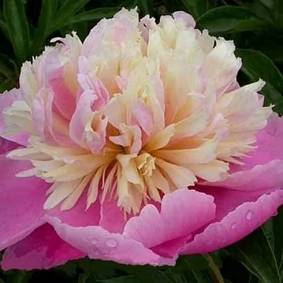 Пион ВЕСЕННЯЯ ПАЛИТРА травянистый  Пион ВЕСЕННЯЯ ПАЛИТРА травянистый в Волжском