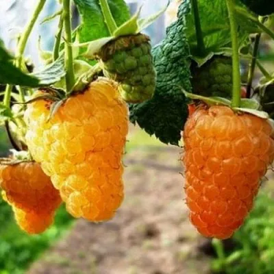 Малина ОРАНЖЕВОЕ ЧУДО  Малина ОРАНЖЕВОЕ ЧУДО в Волжском