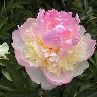 Пион РАСБЕРРИ САНДЕЙ травянистый  Пион РАСБЕРРИ САНДЕЙ травянистый в Волжском