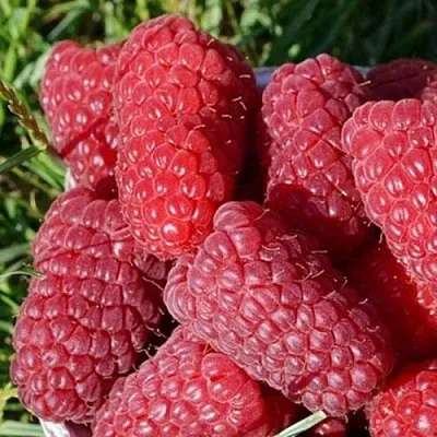 Малина САМОСВАЛ  Малина САМОСВАЛ в Волжском