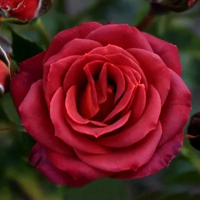 Саженцы роз ЧОКОЧИНО спрей  Саженцы роз ЧОКОЧИНО спрей в Волжском