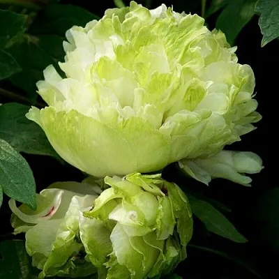 Пион ЗЕЛЕНЫЙ ШАР древовидный  Пион ЗЕЛЕНЫЙ ШАР древовидный в Волжском