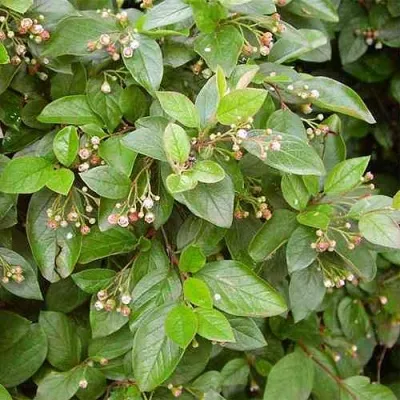 Кизильник блестящий в Волжском