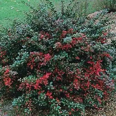 Барбарис РЕД ДЖЕВЕЛ средний   Барбарис РЕД ДЖЕВЕЛ средний  в Волжском