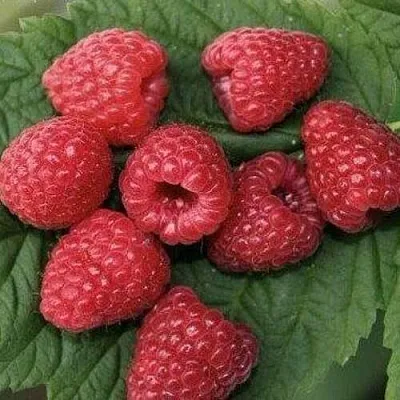 Малина ЗЮГАНА  Малина ЗЮГАНА в Волжском