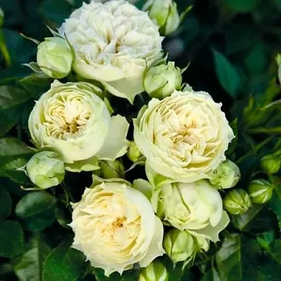 Саженцы роз БЛАНШЕТТ спрей  Саженцы роз БЛАНШЕТТ спрей в Волжском