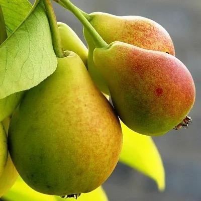 Груша в Волжском