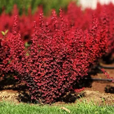 Барбарис ОРАНЖ РОКЕТ тунберга  Барбарис ОРАНЖ РОКЕТ тунберга в Волжском