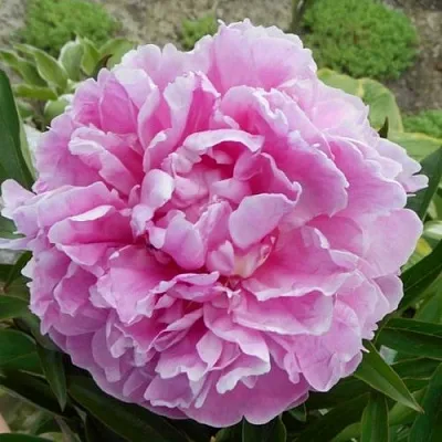 Пион РИМ травянистый  Пион РИМ травянистый в Волжском