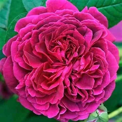 Саженцы роз ВИЛЬЯМ ШЕКСПИР английская  Саженцы роз ВИЛЬЯМ ШЕКСПИР английская в Волжском