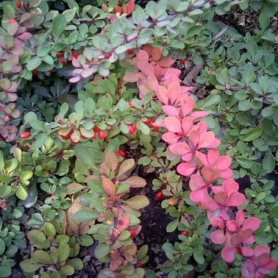 Барбарис ГРИН КАРПЕТ тунберга  Барбарис ГРИН КАРПЕТ тунберга в Волжском