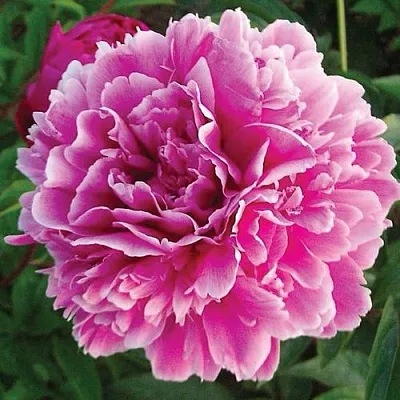 Пион ПУРПУРНАЯ ФЕЕРИЯ травянистый  Пион ПУРПУРНАЯ ФЕЕРИЯ травянистый в Волжском