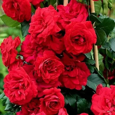 Саженцы роз АМАДЕУС плетистая  Саженцы роз АМАДЕУС плетистая в Волжском