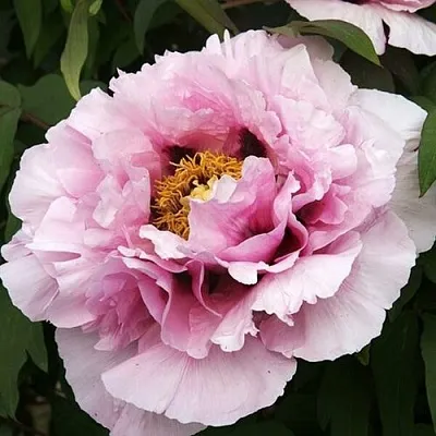 Пион РОЗОВАЯ РЕКА древовидный  Пион РОЗОВАЯ РЕКА древовидный в Волжском