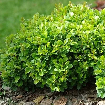 Барбарис КОБОЛЬД тунберга  Барбарис КОБОЛЬД тунберга в Волжском