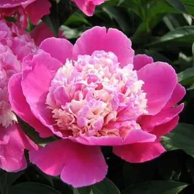 Пион КОРА СТАББС травянистый  Пион КОРА СТАББС травянистый в Волжском