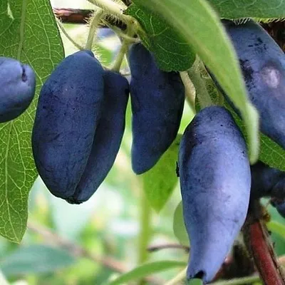 Жимолость съедобная в Волжском