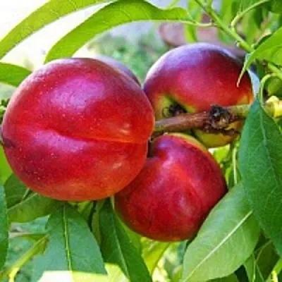 Нектарин в Волжском