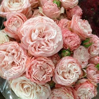 Саженцы роз МАДАМ БОМБАСТИК спрей  Саженцы роз МАДАМ БОМБАСТИК спрей в Волжском