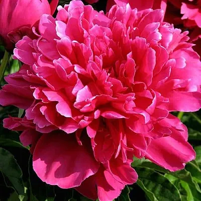 Пион ВИКТУАР ДЕ ЛА МАРН травянистый  Пион ВИКТУАР ДЕ ЛА МАРН травянистый в Волжском