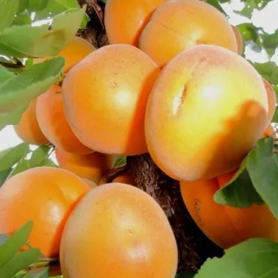 Абрикос ДЕСЕРТНЫЙ — описание сорта Абрикос ДЕСЕРТНЫЙ в Волжском