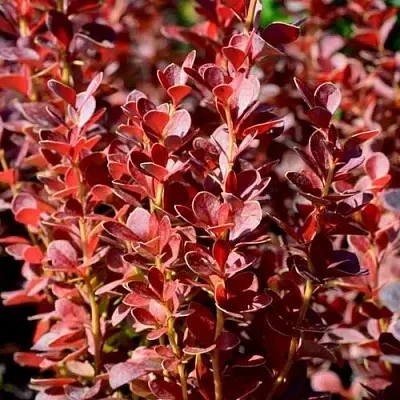 Барбарис ВУЛКАНО тунберга  Барбарис ВУЛКАНО тунберга в Волжском