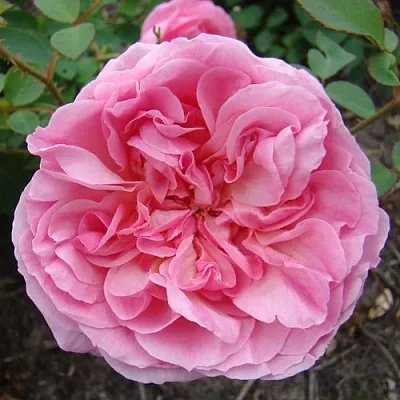 Саженцы роз ХАЙДИ ХОЛЛ английская  Саженцы роз ХАЙДИ ХОЛЛ английская в Волжском