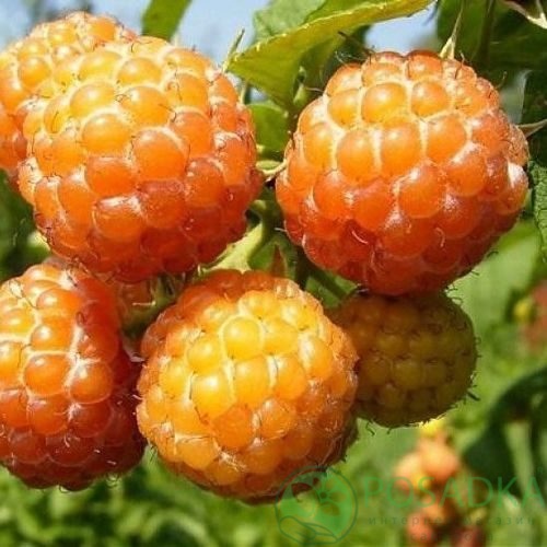 Малина КУМБЕРЛЕНД желтая в Волжском