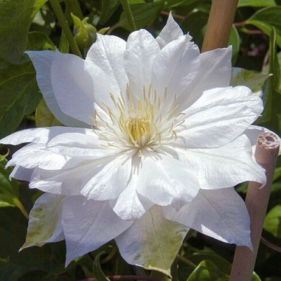 Клематис ДАЧЕСС ОФ ЭДИНБУРГ в Волжском