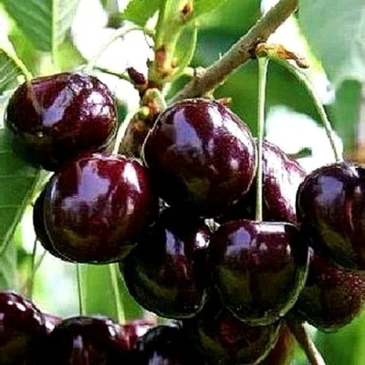 Черешня ДОНЕЦКИЙ УГОЛЁК в Волжском