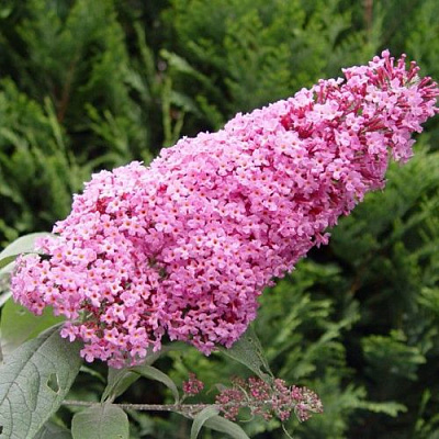 Буддлея давида ПИНК ДЕЛАЙТ в Волжском