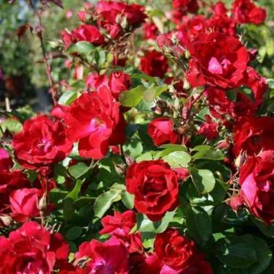 Роза ЧАМПЛЕЙН флорибунда в Волжском