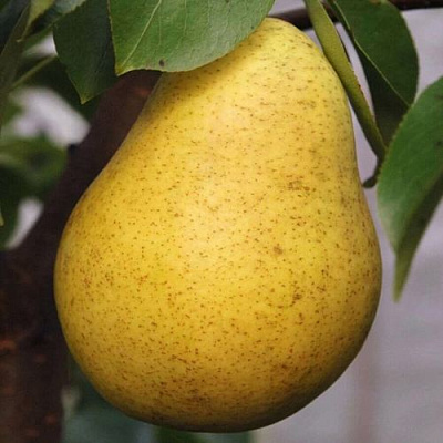 Крупная в Волжском