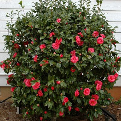 Камелия в Волжском