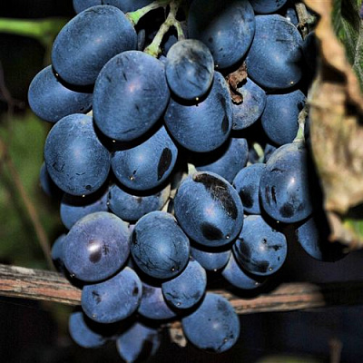 Синий в Волжском