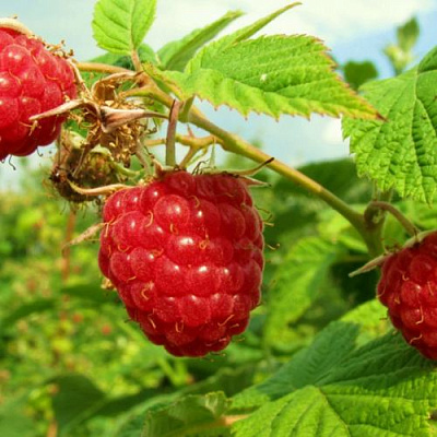 Бесшипная в Волжском