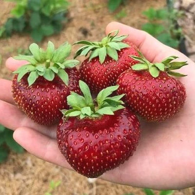 Клубника МАЛЬВИНА в Волжском