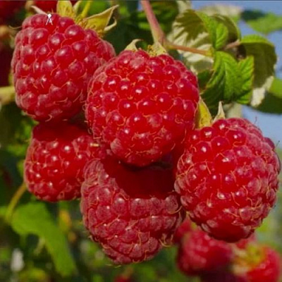 Ранняя в Волжском