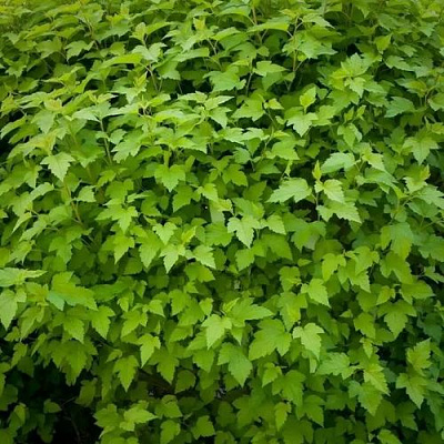 Зеленый в Волжском