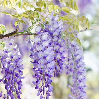 Глициния в Волжском