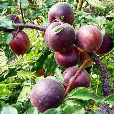Абрикос ЧЕРНЫЙ БАРХАТ в Волжском