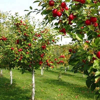 Плодовые деревья в Волжском