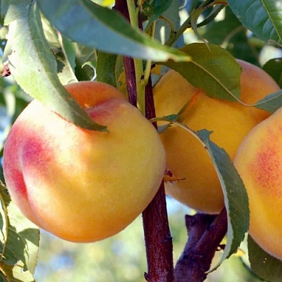 Персики в Волжском