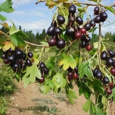 Смородина золотистая ЛЕВУШКА в Волжском