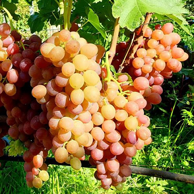 Сладкий в Волжском