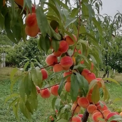 Персик ВУЛКАН в Волжском