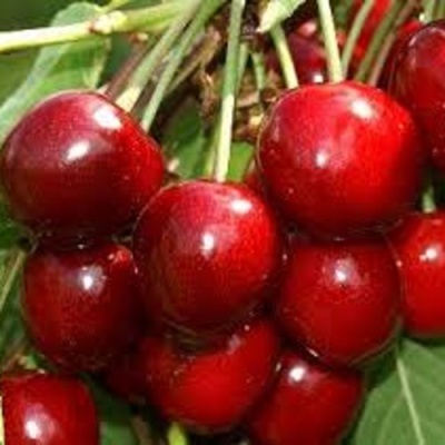 Черешня МИНЧАНКА в Волжском